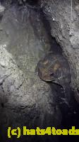 /home//u458753944/public_html/sourcegallery//Toads/P10/P1080193.JPG