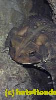 /home//u458753944/public_html/sourcegallery//Toads/P10/P1080210.JPG