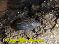 /home//u458753944/public_html/sourcegallery//Toads/P10/P1080272.JPG