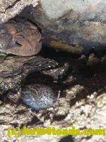 /home//u458753944/public_html/sourcegallery//Toads/P10/P1080273.JPG