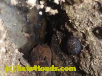 /home//u458753944/public_html/sourcegallery//Toads/P10/P1080275.JPG