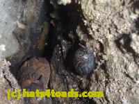 /home//u458753944/public_html/sourcegallery//Toads/P10/P1080276.JPG