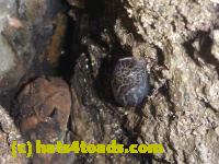 /home//u458753944/public_html/sourcegallery//Toads/P10/P1080277.JPG