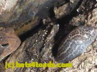 /home//u458753944/public_html/sourcegallery//Toads/P10/P1080279.JPG