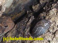 /home//u458753944/public_html/sourcegallery//Toads/P10/P1080281.JPG