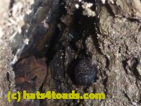 /home//u458753944/public_html/sourcegallery//Toads/P10/P1080282.JPG