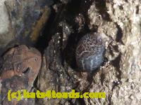 /home//u458753944/public_html/sourcegallery//Toads/P10/P1080286.JPG