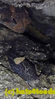 /home//u458753944/public_html/sourcegallery//Toads/P10/P1080330.JPG