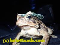 /home//u458753944/public_html/sourcegallery//Toads/P10/PA100091.JPG