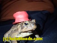 /home//u458753944/public_html/sourcegallery//Toads/P10/PA100093.JPG