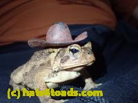 /home//u458753944/public_html/sourcegallery//Toads/P10/PA100094.JPG