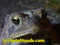 /home//u458753944/public_html/sourcegallery//Toads/P11/P1100068.JPG