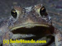 /home//u458753944/public_html/sourcegallery//Toads/P11/P1100069.JPG