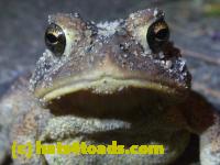 /home//u458753944/public_html/sourcegallery//Toads/P11/P1100070.JPG