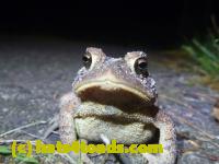 /home//u458753944/public_html/sourcegallery//Toads/P11/P1100073.JPG