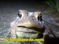 /home//u458753944/public_html/sourcegallery//Toads/P11/P1100075.JPG