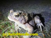 /home//u458753944/public_html/sourcegallery//Toads/P11/P1100076.JPG