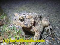 /home//u458753944/public_html/sourcegallery//Toads/P11/P1100077.JPG