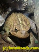 /home//u458753944/public_html/sourcegallery//Toads/P11/P1100174.JPG