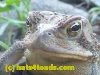 /home//u458753944/public_html/sourcegallery//Toads/P11/P1100184.JPG