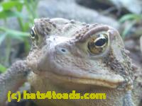 /home//u458753944/public_html/sourcegallery//Toads/P11/P1100185.JPG