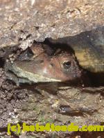 /home//u458753944/public_html/sourcegallery//Toads/P11/P1100299.JPG