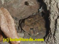/home//u458753944/public_html/sourcegallery//Toads/P11/P1100300.JPG
