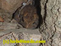 /home//u458753944/public_html/sourcegallery//Toads/P11/P1100303.JPG