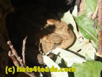 /home//u458753944/public_html/sourcegallery//Toads/P11/P1100321.JPG