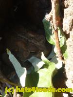 /home//u458753944/public_html/sourcegallery//Toads/P11/P1100329.JPG