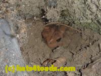 /home//u458753944/public_html/sourcegallery//Toads/P11/P1100405.JPG