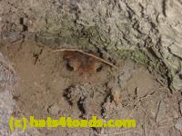 /home//u458753944/public_html/sourcegallery//Toads/P11/P1100483.JPG