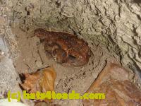 /home//u458753944/public_html/sourcegallery//Toads/P11/P1100492.JPG