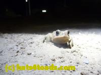 /home//u458753944/public_html/sourcegallery//Toads/P11/P1120048.JPG