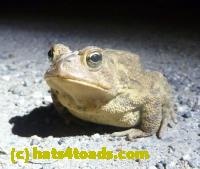 /home//u458753944/public_html/sourcegallery//Toads/P11/P1120051.JPG
