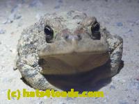 /home//u458753944/public_html/sourcegallery//Toads/P11/P1120065.JPG