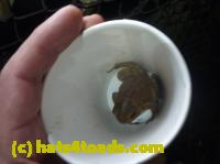/home//u458753944/public_html/sourcegallery//Toads/P11/P1120086.JPG