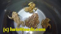 /home//u458753944/public_html/sourcegallery//Toads/P11/P1120191.JPG
