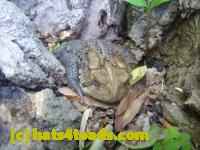 /home//u458753944/public_html/sourcegallery//Toads/P11/P1120397.JPG