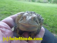 /home//u458753944/public_html/sourcegallery//Toads/P11/P1120406.JPG