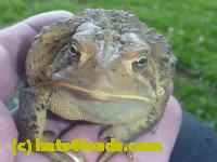 /home//u458753944/public_html/sourcegallery//Toads/P11/P1120411.JPG