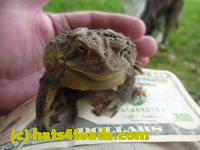 /home//u458753944/public_html/sourcegallery//Toads/P11/P1120431.JPG