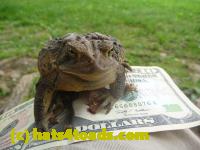 /home//u458753944/public_html/sourcegallery//Toads/P11/P1120432.JPG