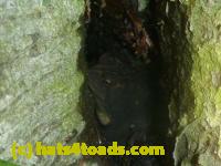 /home//u458753944/public_html/sourcegallery//Toads/P11/P1120451.JPG