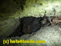 /home//u458753944/public_html/sourcegallery//Toads/P11/P1120462.JPG