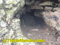 /home//u458753944/public_html/sourcegallery//Toads/P11/P1120564.JPG