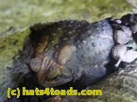 /home//u458753944/public_html/sourcegallery//Toads/P11/P1120570.JPG