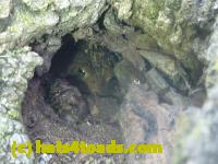 /home//u458753944/public_html/sourcegallery//Toads/P11/P1120581.JPG