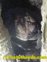 /home//u458753944/public_html/sourcegallery//Toads/P11/P1120582.JPG