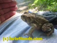 /home//u458753944/public_html/sourcegallery//Toads/P11/P1120588.JPG